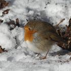 Rotkehlchen im Schnee