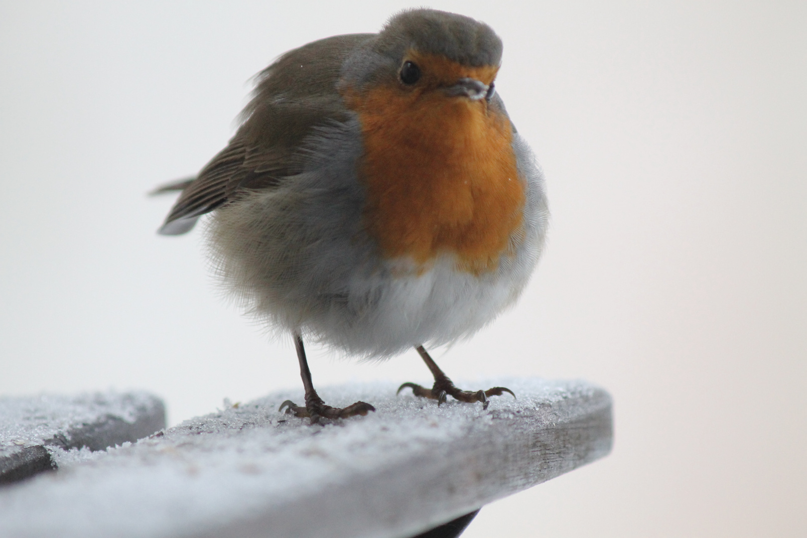 Rotkehlchen im Schnee