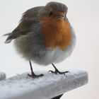 Rotkehlchen im Schnee