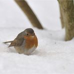 Rotkehlchen im Schnee