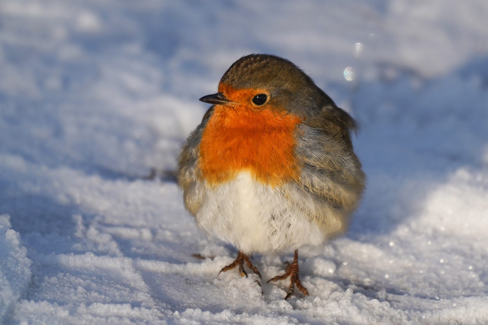 Rotkehlchen im Schnee