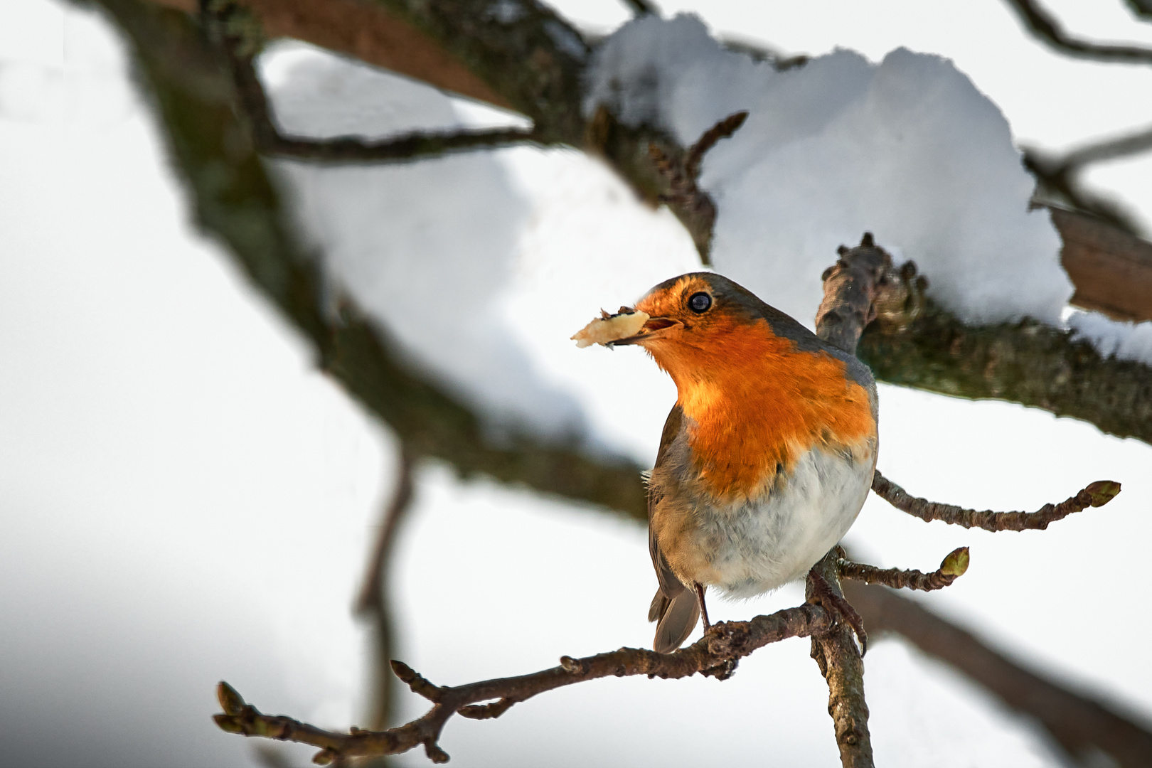 Rotkehlchen im Schnee