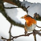 Rotkehlchen im Schnee