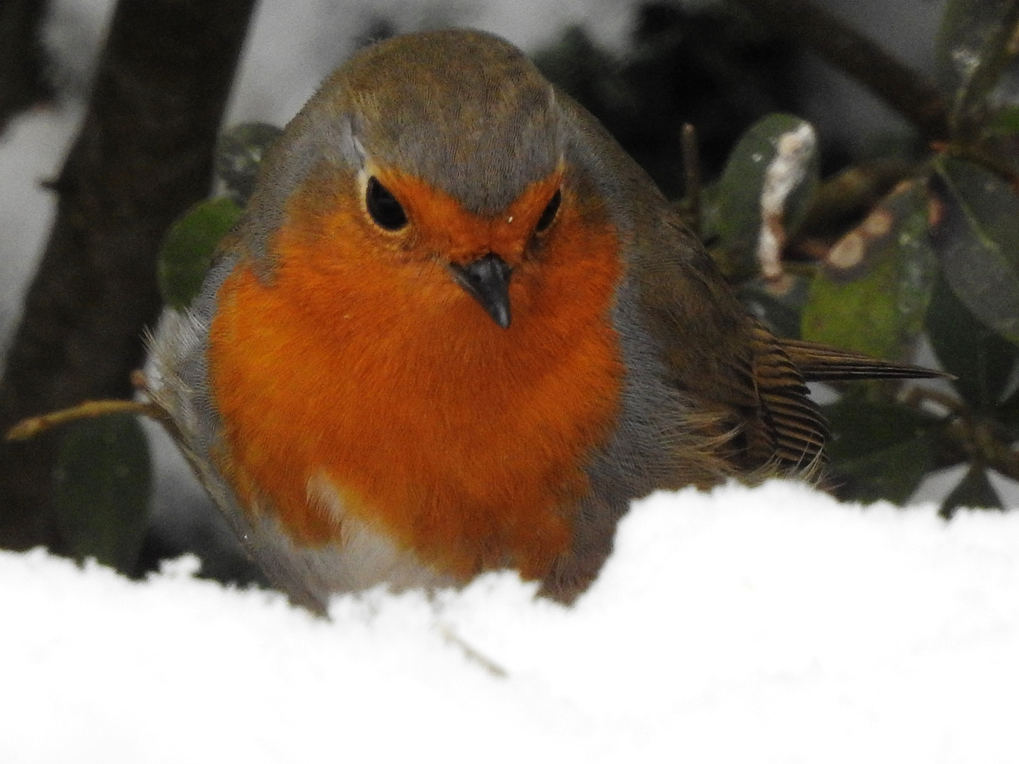 Rotkehlchen im Schnee