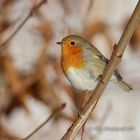 Rotkehlchen im Schnee