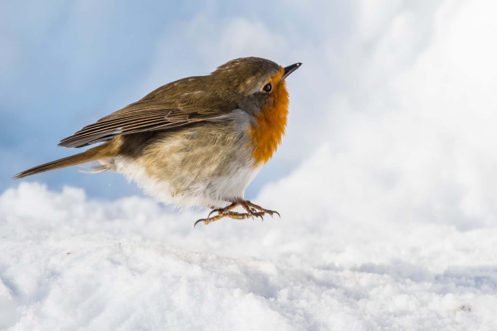 Rotkehlchen im Schnee