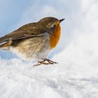 Rotkehlchen im Schnee