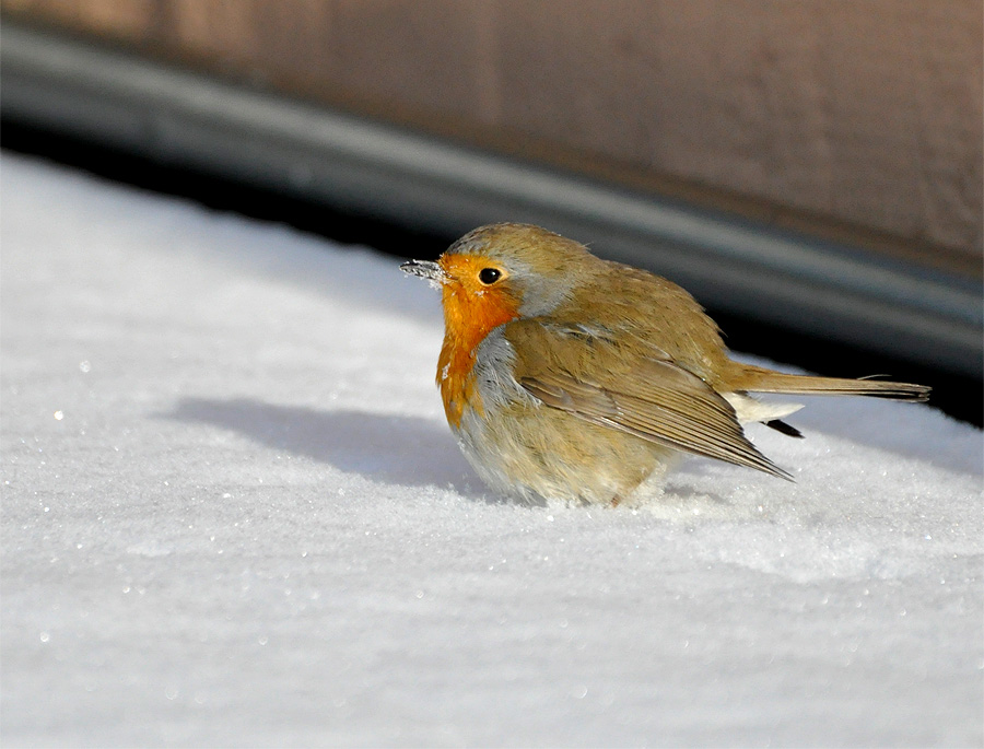 Rotkehlchen im Schnee