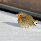 Rotkehlchen im Schnee