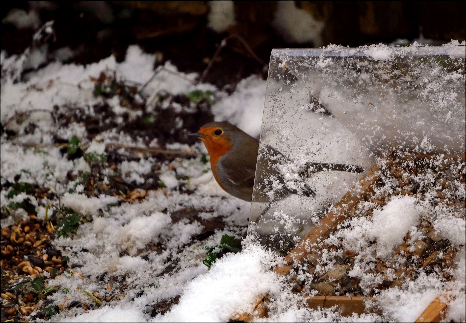 Rotkehlchen im Schnee