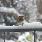 Rotkehlchen im Schnee