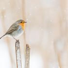 Rotkehlchen im Schnee