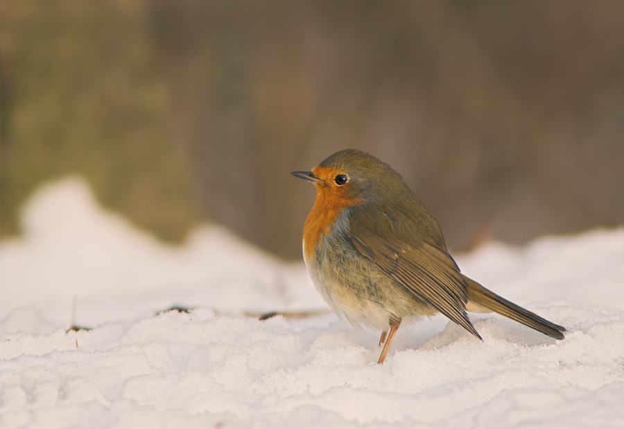 Rotkehlchen im Schnee