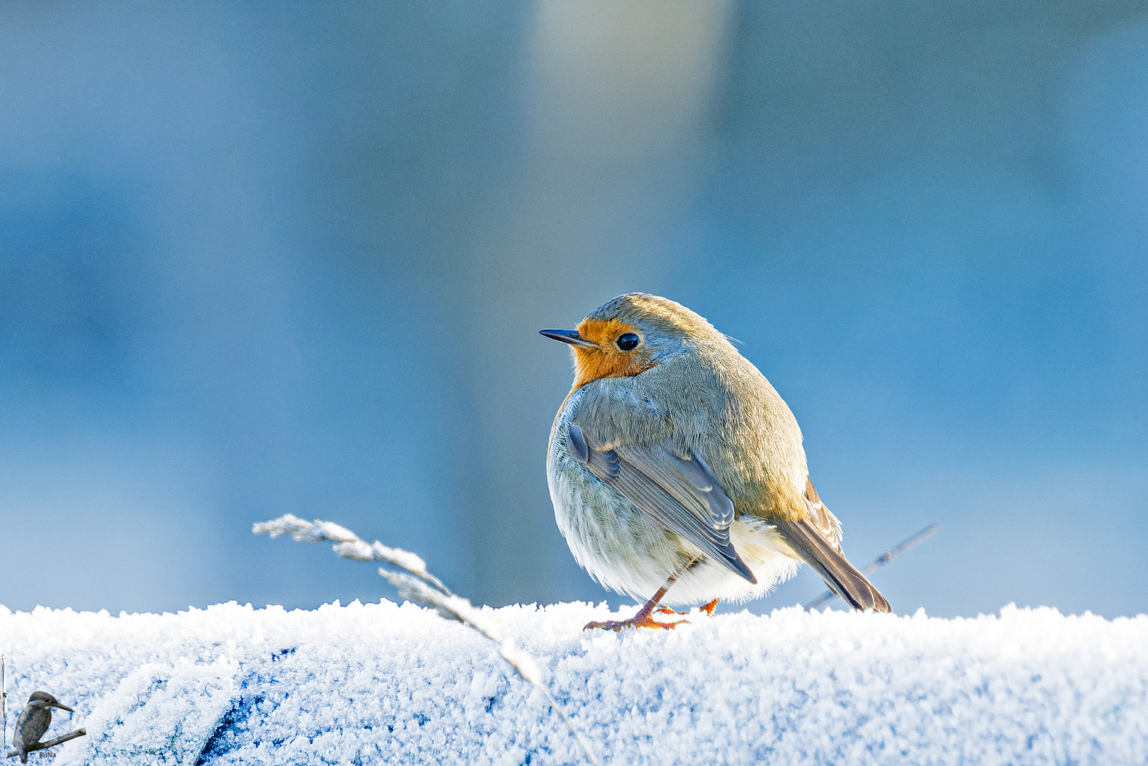 Rotkehlchen im Schnee