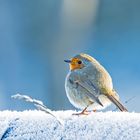 Rotkehlchen im Schnee