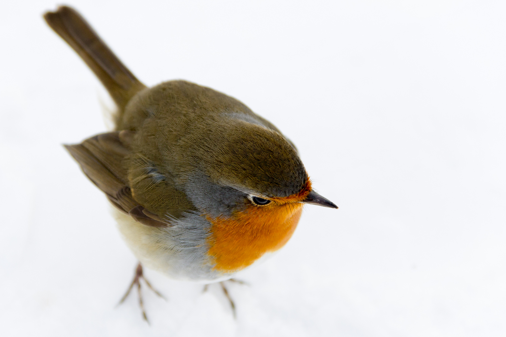 Rotkehlchen im Schnee