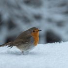  Rotkehlchen im Schnee