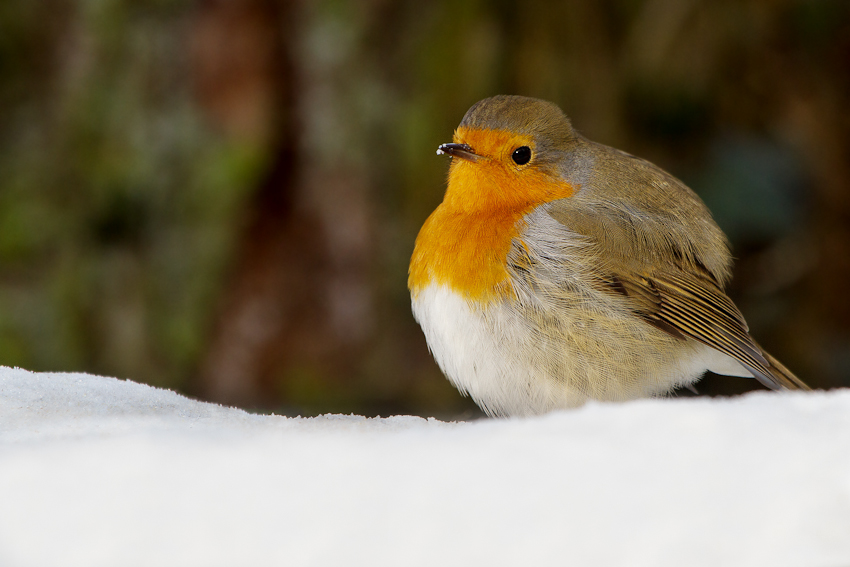 Rotkehlchen im Schnee