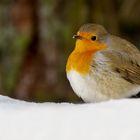 Rotkehlchen im Schnee