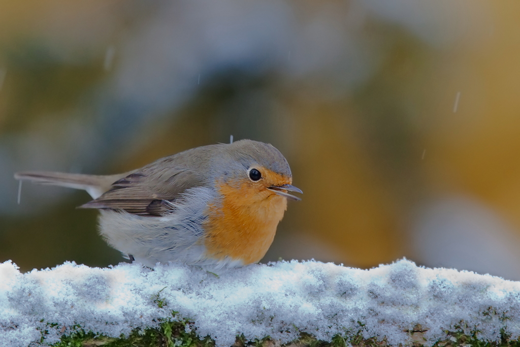 Rotkehlchen im Schnee