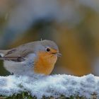 Rotkehlchen im Schnee