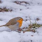 Rotkehlchen im Schnee