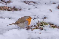 Rotkehlchen im Schnee