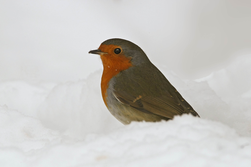 Rotkehlchen im Schnee