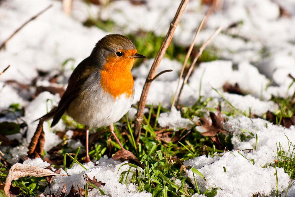 Rotkehlchen im Schnee