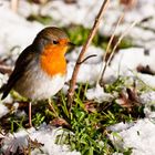 Rotkehlchen im Schnee