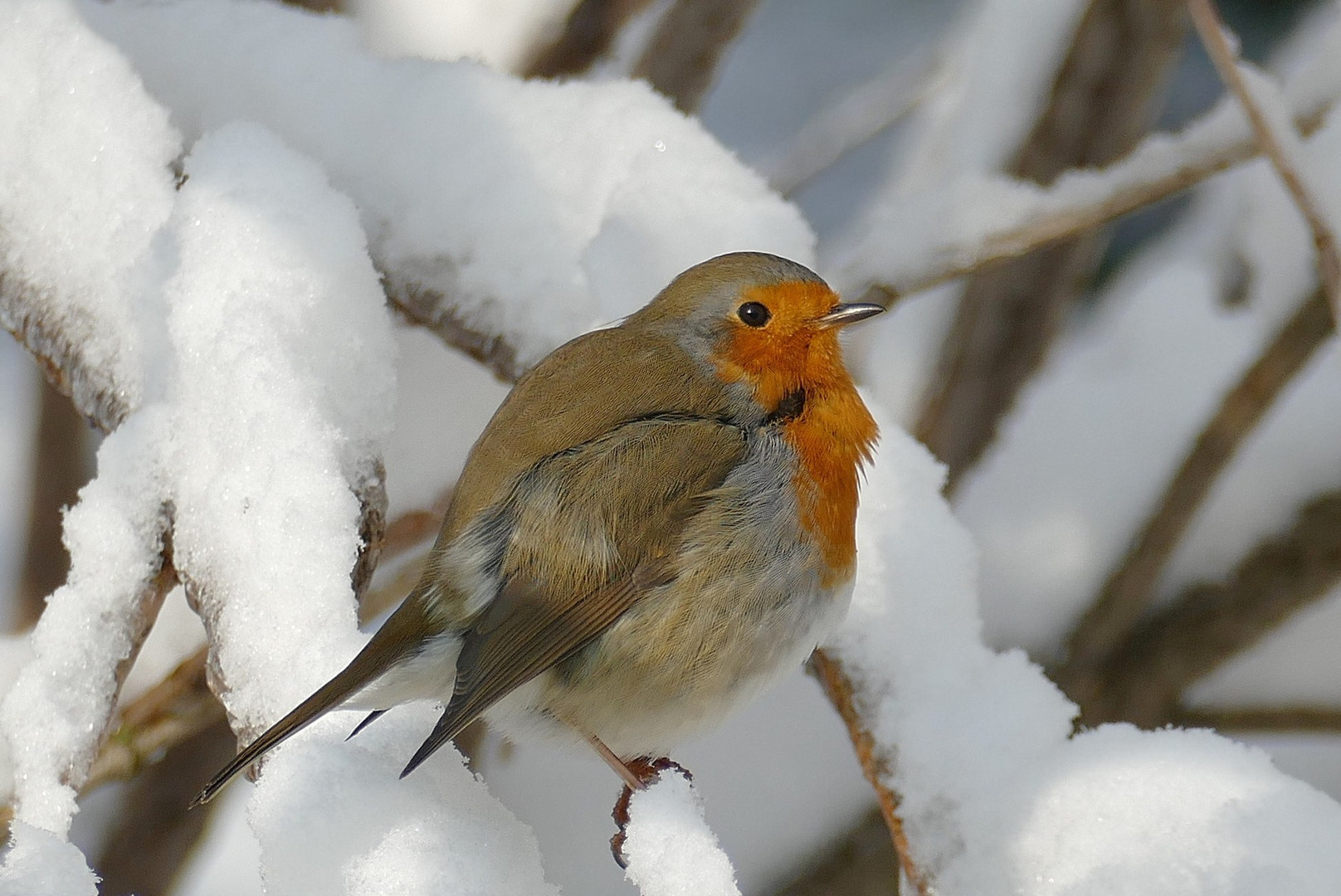 Rotkehlchen im Schnee