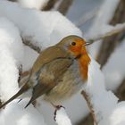 Rotkehlchen im Schnee