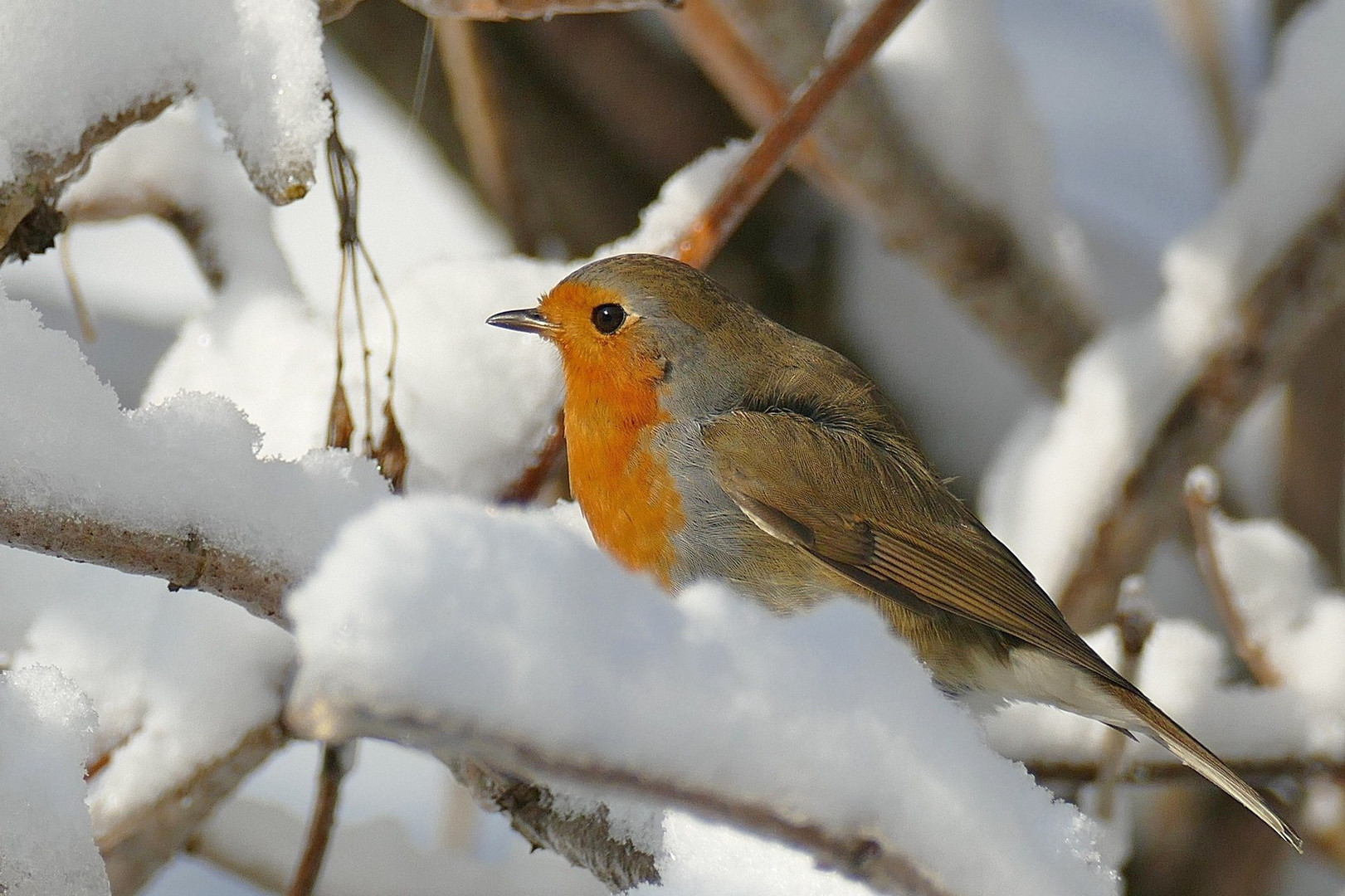 Rotkehlchen im Schnee