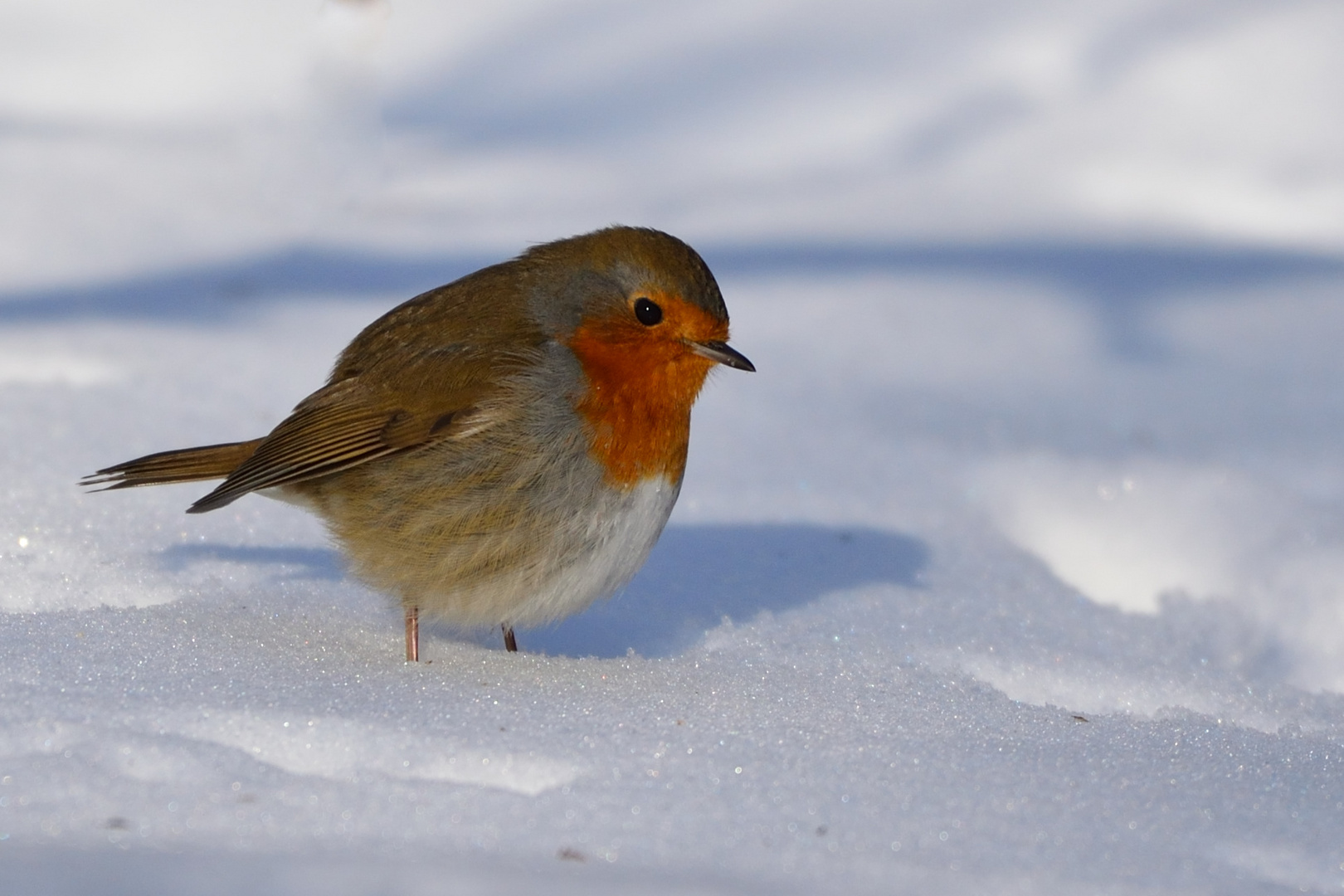 Rotkehlchen im Schnee