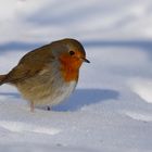 Rotkehlchen im Schnee