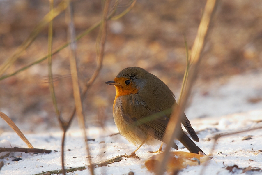 Rotkehlchen im Schnee