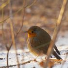 Rotkehlchen im Schnee