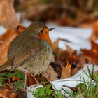 Rotkehlchen im Schnee / Robin in the snow