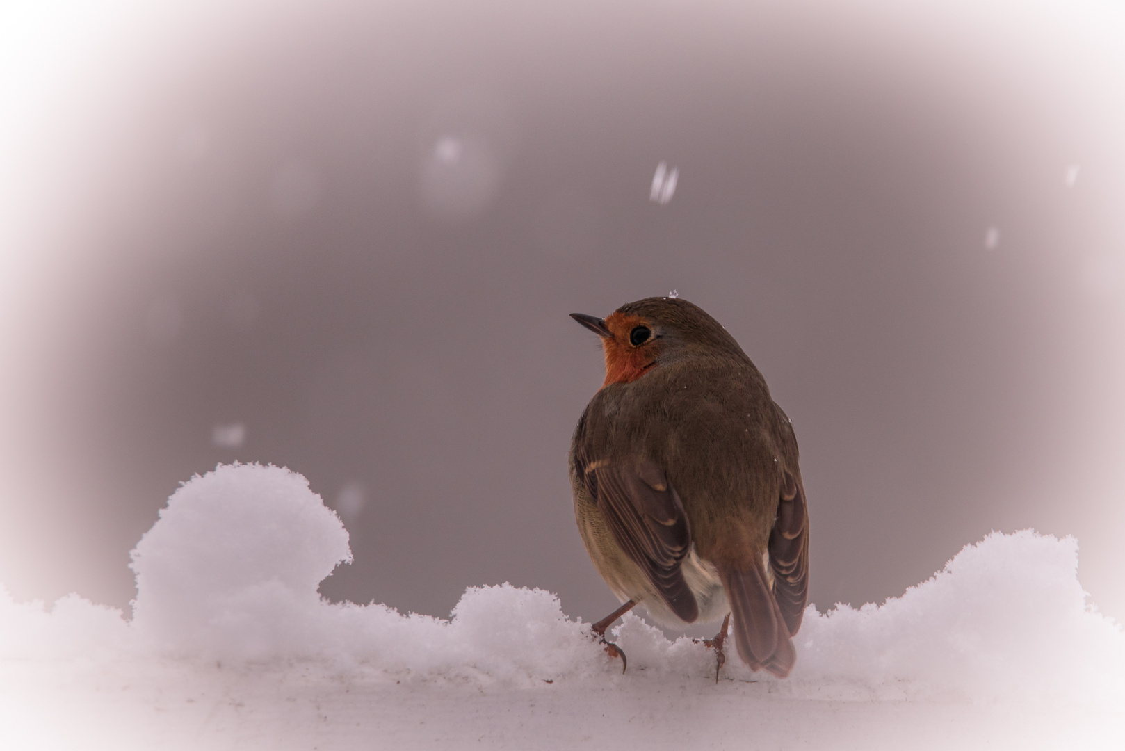 Rotkehlchen im Schneechaos