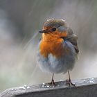 Rotkehlchen im Schneeschauer