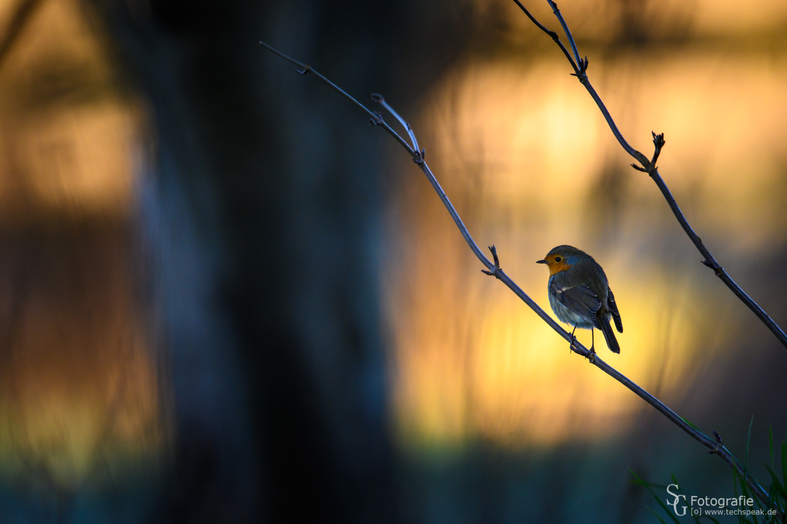 Rotkehlchen im Sonnenuntergang