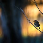 Rotkehlchen im Sonnenuntergang