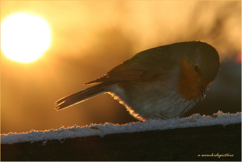 Rotkehlchen im Sonnenuntergang