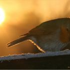 Rotkehlchen im Sonnenuntergang