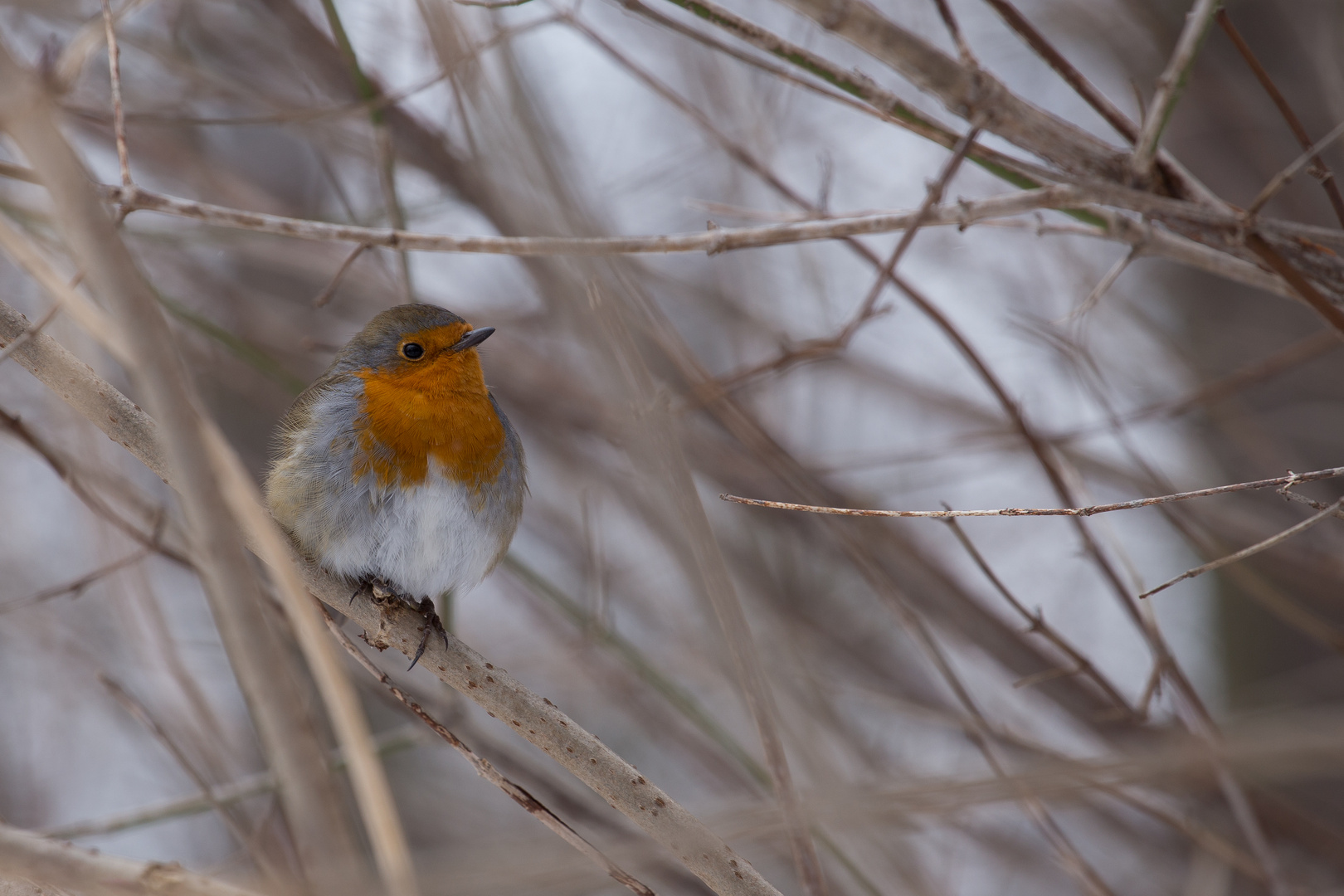 Rotkehlchen im Spätwinter