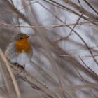 Rotkehlchen im Spätwinter