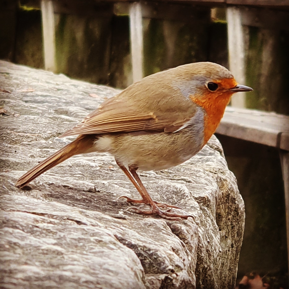 Rotkehlchen im Stadtpark. Samsung Note 8