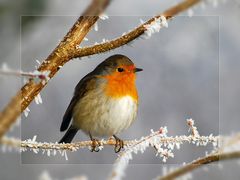 Rotkehlchen im Taubergießen