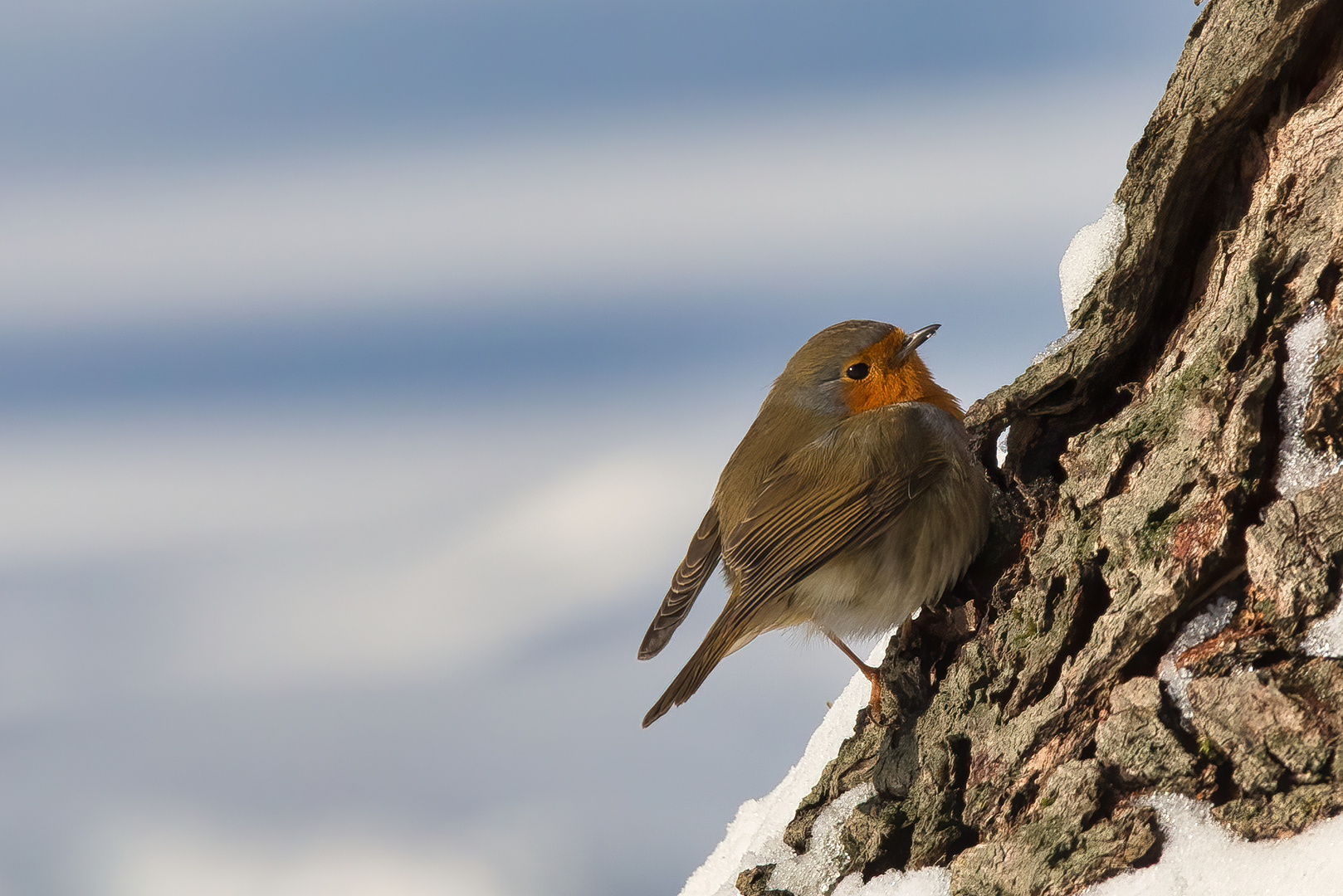 Rotkehlchen im verschneiten Park an einem Baum