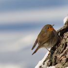 Rotkehlchen im verschneiten Park an einem Baum